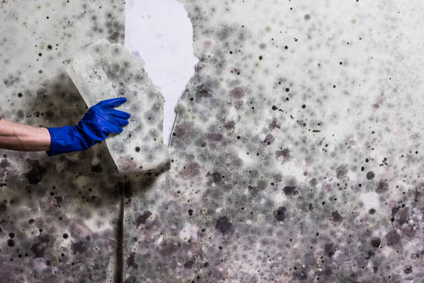 Best DIY Mold Remediation Support Services in Le Sueur, MN