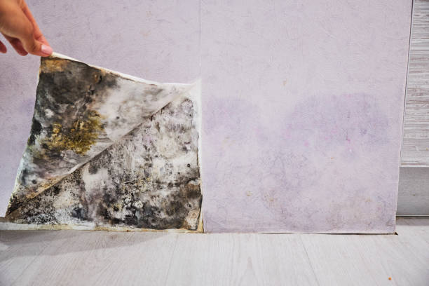 Best Health and Safety Mold Remediation in Le Sueur, MN